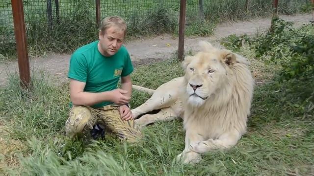 Разговор по душам с БЕЛЫМ ЛЬВОМ ! A heart-to-heart conversation with WHITE LION !!! смотреть онлайн