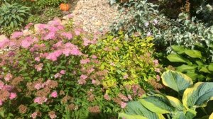 АСТИЛЬБЫ. СПИРЕИ. САД В ПАСТЕЛЬНЫХ ТОНАХ. Дачный креатив.