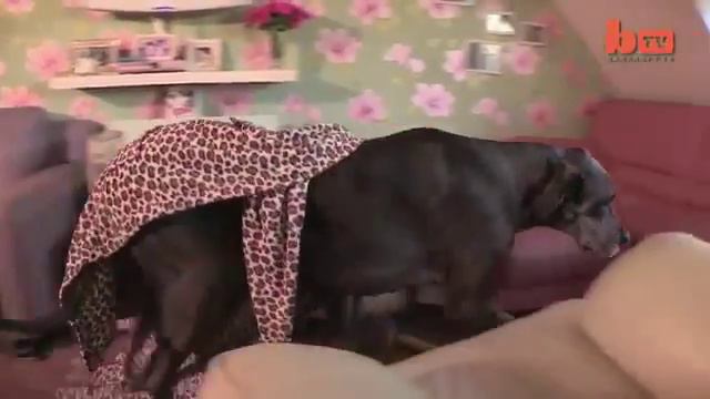 Самая большая собака в Англии, а может быть и в мире. смотреть онлайн