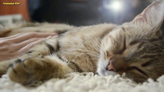АСМР МУРЧАНИЕ КОШКИ. РЕЛАКС 1 ЧАС ДЛЯ ХОРОШЕГО НАСТРОЕНИЯ.