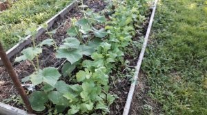 Что выросло? Пойдем, посмотрим...