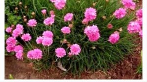 Армерия (Armeria).