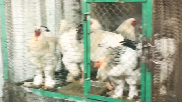 Ташкентский птичий рынок Янгиабад Тизековка . Когда свободное время меня нравится прогулки по рынке