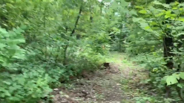 VLOG: Новохоперский заповедник. Потрясающая природа. Мост через реку. Заливные луга. смотреть онлайн