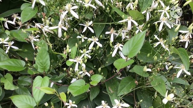 CLEMATIS TERNIFLORA [ センニンソウ ] смотреть онлайн