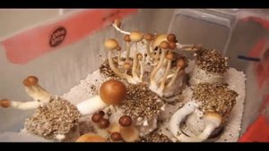 Psoyze cubensis revolution.