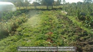 Уборка моркови,  сорта и хранение