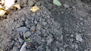 Третий этап рождения розы - окучивание на зиму.