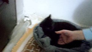 нашли котика