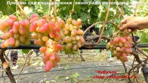 Виноград ВИКТОР - один из шедевров тройки Крайнова. Ранний, красивый.  (Пузенко Наталья Лариасовна)