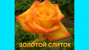 САМЫЕ ЛУЧШИЕ ЖЁЛТЫЕ РОЗЫ