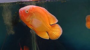 Астронотус (Astronotus ocellatus) - Аквариумные тропические рыбы № 15