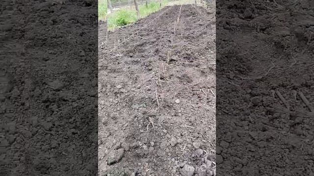 Посадка черенков смородины сорт Титания смотреть онлайн