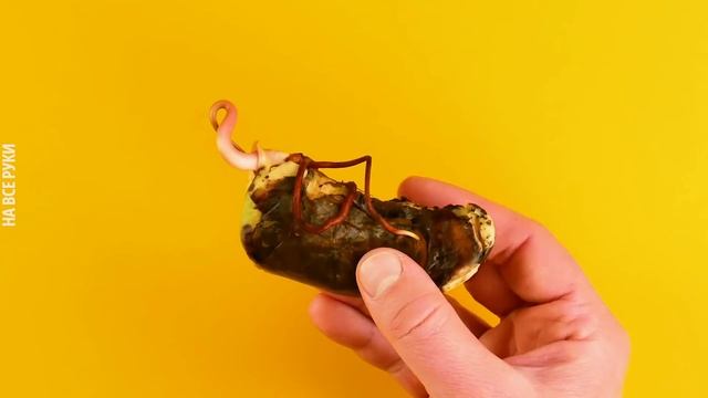 Как Проращивать Семена и Косточки ? Полезные Советы для Домашнего Садоводства