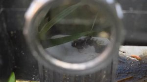 How To Replace UV Bulb in Jebao CW-55 UV Clarifier