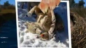 Если ёжик летит в облаках , это я по тебе скучаю