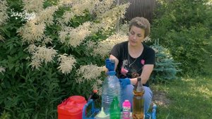 Газон без одуванчиков. Как избавиться от одуванчиков на газоне