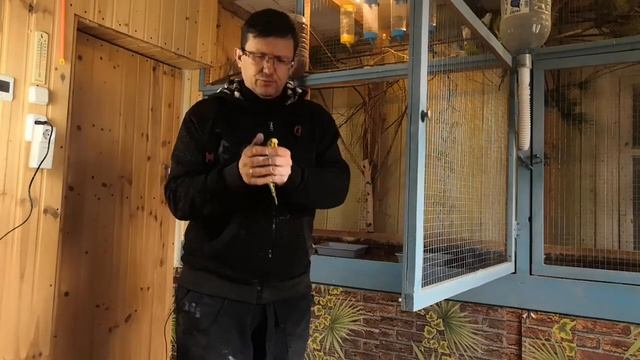 Как определить пол попугая.Самец самка.Разведение волнистых попугаев.
