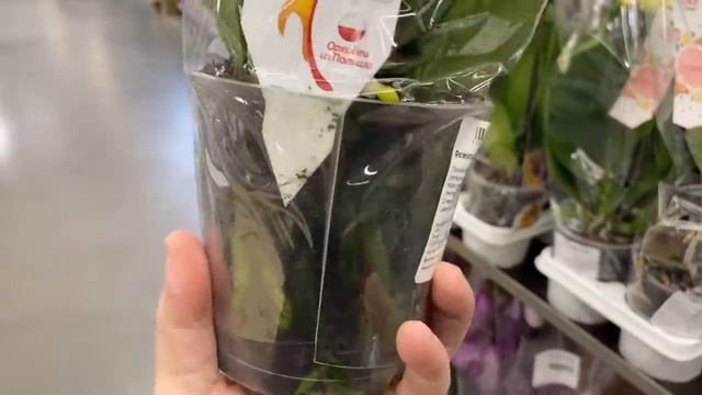 ВКУСНЫЕ ОРХИДЕИ и СОЧНЫЕ обзор завоза орхидей в ОБИ к 8 марта смотреть онлайн