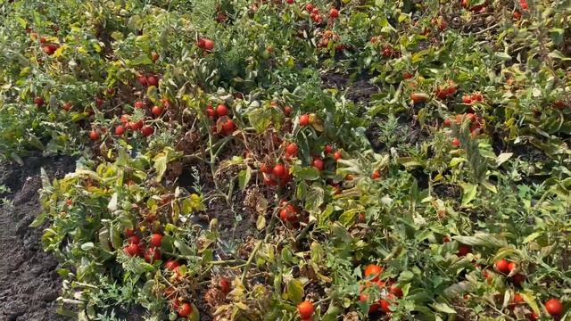 Томат Апгрейд F1 от компании Esasem. Томат очень вкусный и красивый смотреть онлайн