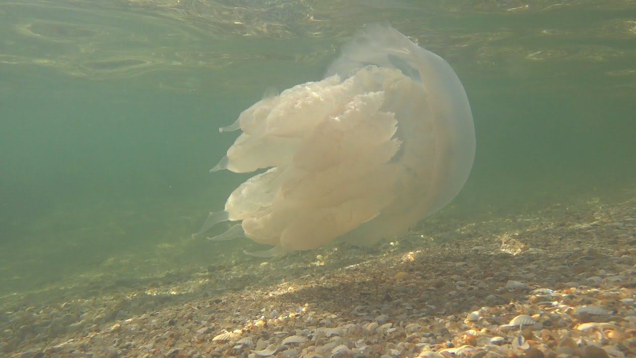 Медузы Азовского моря