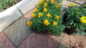 Бархотцы самый полезный цветок!!!@