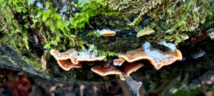 ‼️КАКИЕ ГРИБЫ МОЖНО СОБИРАТЬ В ДЕКАБРЕ??‼️