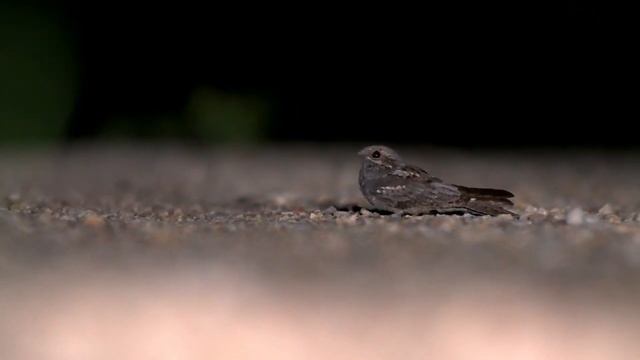 Обыкновенный козодой Caprimulgus europaeus смотреть онлайн