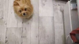 Наша Моника хочет гулять