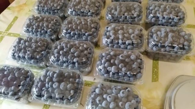 Пересылка голубики, личный опыт и предостережения. смотреть онлайн