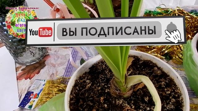 Что это за яркие, красочные букетные цветы под елкой?