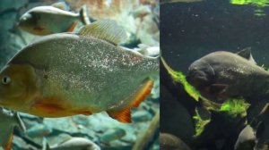 Самые Ужасные Нападения Пираний На Людей : Most Terrible Piranha attacks on humans