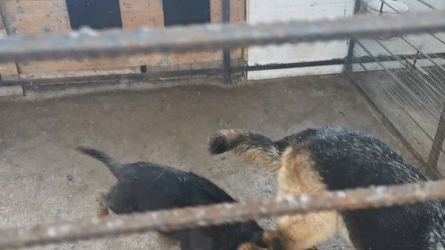 УЖАС ГРЯЗНЫЕ КАК СВИНКИ /УЖЕ 3 МЕСЯЦА смотреть онлайн