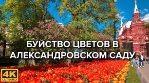 Александровский сад утопает в цветах