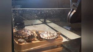 Греющая лампа для красноухой черепахи. Домашнее солнце