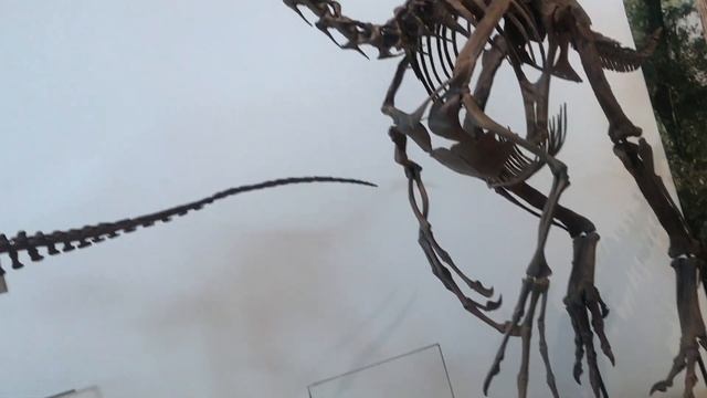 Royal Museum Ontario??|Toronto Canada | ultimate Dinosaurs/Largest Museum in North America |Part 1 смотреть онлайн