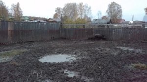 Дратхаар. Работа по вольерному кабану 2017