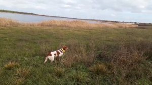 Эпаньоль бретон. Натаска на фазана. 7 мес.