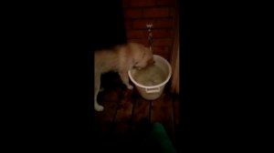Хаски играет с водой