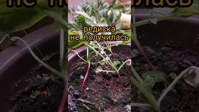 так что же получилось... #красиво #огород #лайфхаки #супер смотреть онлайн