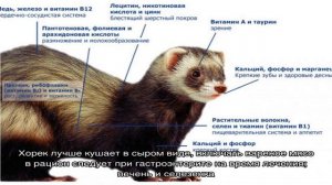 Что едят хорьки и чем их кормить