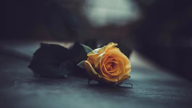 Christoph Willibald Gluck: Melody from Orfeo ed Euridice arr: F. Kreisler - David Oistrakh