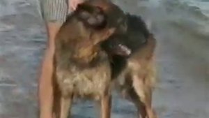 Собака плавает в море и ныряет в воду с пирса