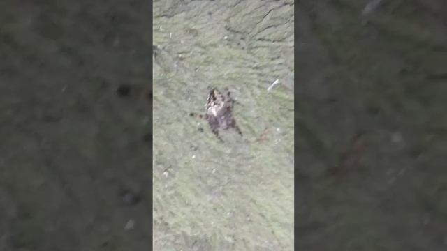 ядовитый крестовой паук? смотреть онлайн