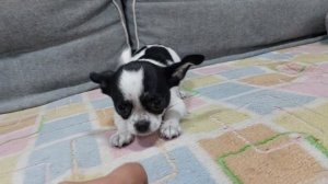 Продажа РЯБИНА чихуахуа +79787458062 viber WhatsApp #chihuahua #sale  #puppy #купить щенка