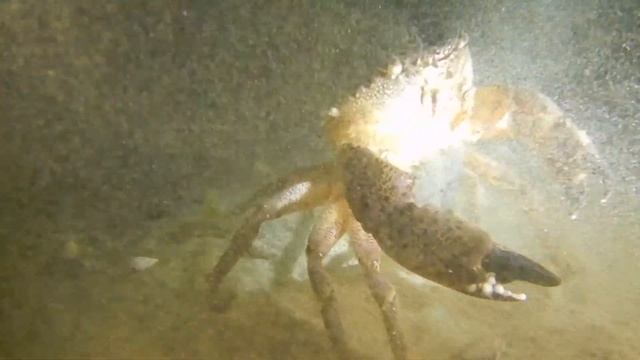 Крабьи роды. Рождение личинок каменного краба. смотреть онлайн