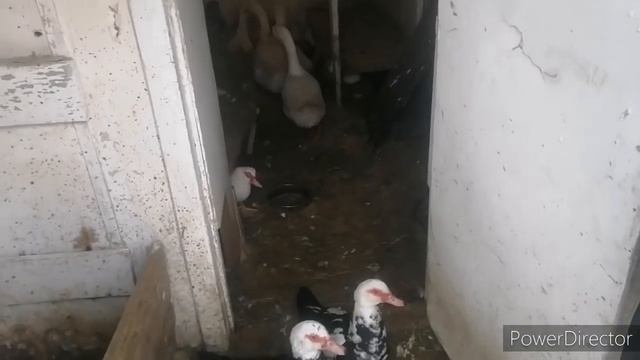 Хороший не дорогой комбикорм. смотреть онлайн