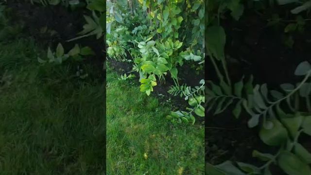 Красивые цветы Эшшольция! (лучше растёт на бедных почвах) #дача #огород #цветы смотреть онлайн