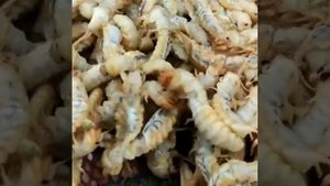 Личинки бабочки Паденки. Метелик #shorts