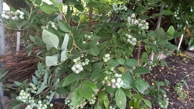 Голубика Аврора - самый поздний сорт голубики. Ч. 1 смотреть онлайн